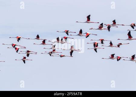 Grand flamants roses, Phoenicopterus roseus, troupeau d'oiseaux adultes en vol, Camargue, France Banque D'Images