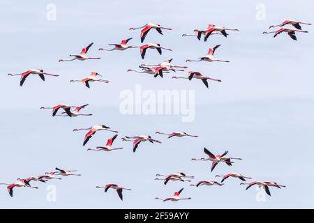 Grand flamants roses, Phoenicopterus roseus, troupeau d'oiseaux adultes en vol, Camargue, France Banque D'Images