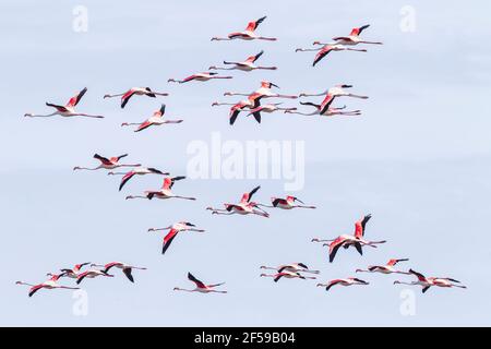 Grand flamants roses, Phoenicopterus roseus, troupeau d'oiseaux adultes en vol, Camargue, France Banque D'Images