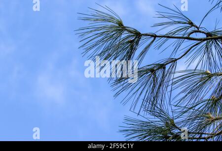 Aiguilles et cônes de pin de l'Himalaya 'Pinus wallichiana' contre le ciel bleu. Feuillage piquant de conifères à feuilles persistantes au printemps avec ciel bleu Banque D'Images