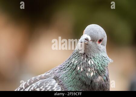 Portrait d'un adorable pigeon à pois sur un arrière-plan flou dans le parc Banque D'Images