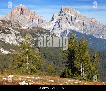 Bois de mélèze et Tofano, Tofana ou le Tofane Gruppe, Alpes Dolomités montagnes, Italie Banque D'Images