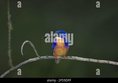 Azure Kingfisher Alcedo azurea rivière Daintree Queensland, Australie BI030613 Banque D'Images