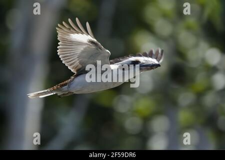 Laughing Kookaburra Dacelo novaeguineae - vol Cairns dans le Queensland, Australie BI030625 Banque D'Images