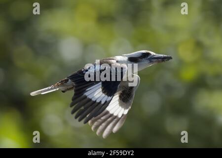 Laughing Kookaburra Dacelo novaeguineae - vol Cairns dans le Queensland, Australie BI030627 Banque D'Images