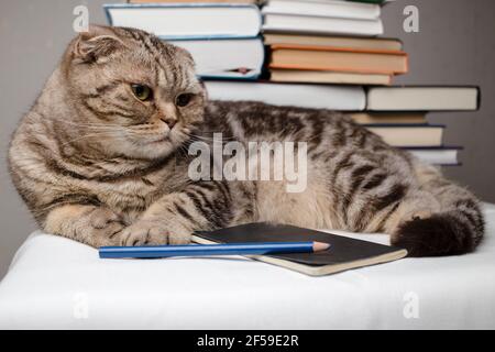 Scottish Fold chat couché sur la table à côté d'un cahier et des livres, elle s'ennuie et a besoin d'attention. Concept d'éducation. Banque D'Images