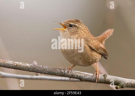 Kidderminster, Royaume-Uni. 25 mars 2021. Météo au Royaume-Uni : le chœur de l'aube chanté par ce petit oiseau de wren, l'un des plus petits oiseaux du Royaume-Uni, semble avoir le bon effet sur le temps aujourd'hui, alors que le soleil glorieux et les températures plus chaudes ont suivi. Crédit : Lee Hudson/Alay Live News Banque D'Images