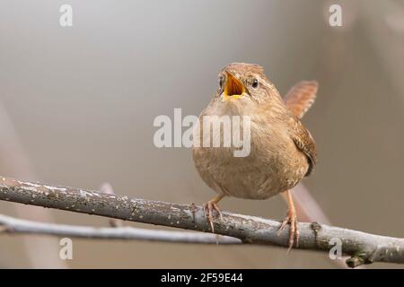 Kidderminster, Royaume-Uni. 25 mars 2021. Météo au Royaume-Uni : le chœur de l'aube chanté par ce petit oiseau de wren, l'un des plus petits oiseaux du Royaume-Uni, semble avoir le bon effet sur le temps aujourd'hui, alors que le soleil glorieux et les températures plus chaudes ont suivi. Crédit : Lee Hudson/Alay Live News Banque D'Images