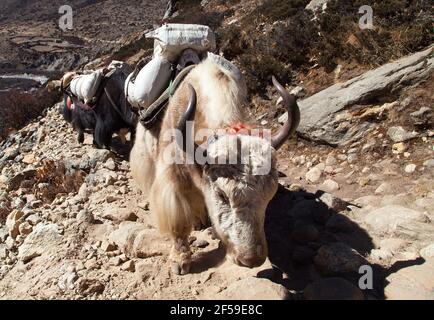 Caravane de yaks, bos grunniens ou bos mutus, en route vers le camp de base de l'Everest - montagnes de l'Himalaya du Népal Banque D'Images