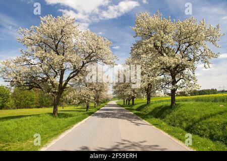 Route et allée de cerisiers fleuris en latin Prunus cerasus avec un ciel magnifique. Cerrytree à fleurs de couleur blanche Banque D'Images