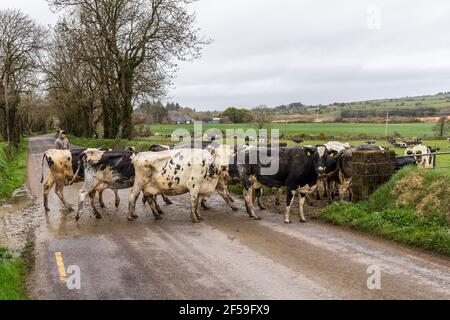 Bandon, West Cork, Irlande. 25 mars 2021. Le troupeau de 200 vaches laitières appartenant à l'agriculteur basé à Bandon, David O'Callaghan, retourne dans les champs après une journée de traite à West Cork. Crédit : AG News/Alay Live News Banque D'Images