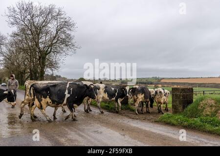 Bandon, West Cork, Irlande. 25 mars 2021. Le troupeau de 200 vaches laitières appartenant à l'agriculteur basé à Bandon, David O'Callaghan, retourne dans les champs après une journée de traite à West Cork. Crédit : AG News/Alay Live News Banque D'Images