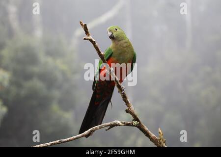 Australian King Parrot - femme dans l'environnement de la forêt tropicale Alisterus scapularis Lamington National Park Queensland, Australie BI030761 Banque D'Images