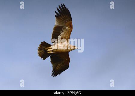 Aquila adalberti (Aquila adalberti) En Sierra Morena (Espagne) Banque D'Images