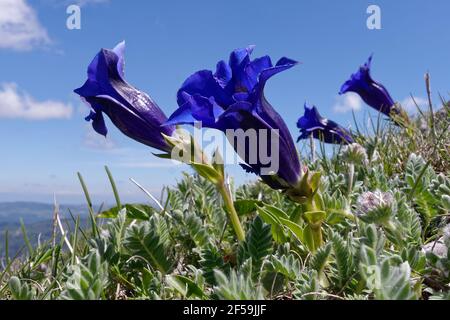 Gentians sans Stemless (Gentiana acaulis) dans les Pyrénées Banque D'Images