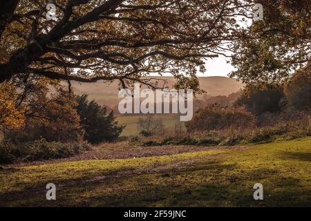 Automne à Surrey Hills Banque D'Images