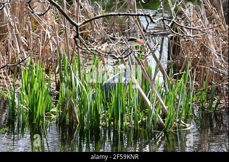 Météo Royaume-Uni. Sidcup, Kent. 25 mars 2021. ROYAUME-UNI. Un jour de printemps comme un temps très changeant, un héron (Ardea cinerea) se cache dans les rushes et attend patiemment le déjeuner. Foots Cray Meadows, Sidcup, Kent. Crédit au Royaume-Uni : michael melia/Alay Live News Banque D'Images