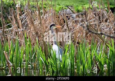 Météo Royaume-Uni. Sidcup, Kent. 25 mars 2021. ROYAUME-UNI. Un jour de printemps comme un temps très changeant, un héron (Ardea cinerea) se cache dans les rushes et attend paremment le déjeuner. Foots Cray Meadows, Sidcup, Kent. Crédit au Royaume-Uni : michael melia/Alay Live News Banque D'Images