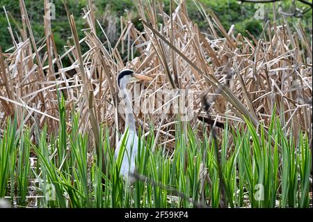 Météo Royaume-Uni. Sidcup, Kent. 25 mars 2021. ROYAUME-UNI. Un jour de printemps comme un temps très changeant, un héron (Ardea cinerea) se cache dans les rushes et attend patiemment le déjeuner. Foots Cray Meadows, Sidcup, Kent. Crédit au Royaume-Uni : michael melia/Alay Live News Banque D'Images