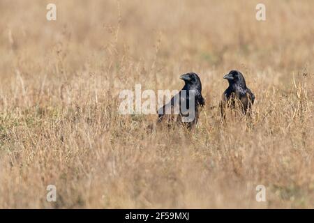 Deux grands corbeaux du Nord (Corvus corax) fourragent et mangent dans un champ. Banque D'Images