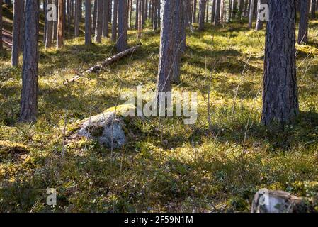 Forêt de conifères couverte de mousse verte de printemps éclairée par le soleil. La mousse montre une pierre grise et un tronc d'arbre brisé. Jour de printemps ensoleillé Banque D'Images