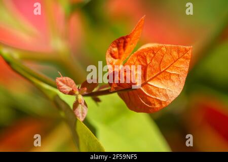 Macro photographie des fleurs de bougainvilliers (Caryophyllales). Banque D'Images