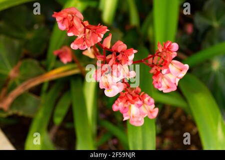 fleurs de begonia roses dans le jardin Banque D'Images