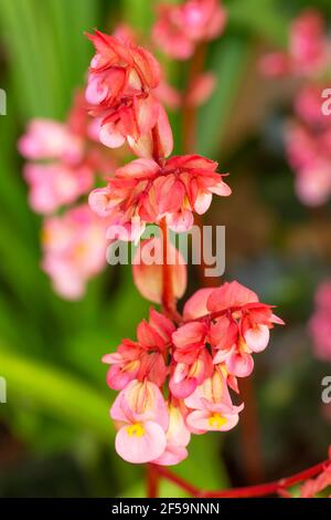 fleurs de begonia roses dans le jardin Banque D'Images