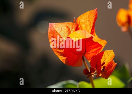 Macro photographie des fleurs de bougainvilliers (Caryophyllales). Banque D'Images