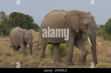 mère et bébé éléphant d'afrique marchant ensemble dans la nature OL Pejeta Conservancy Kenya Banque D'Images
