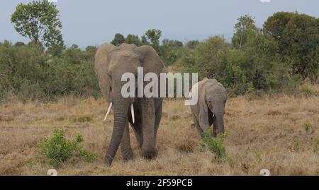 Mère escortant bébé éléphant d'afrique dans l'OL Pejeta sauvage Conservation Banque D'Images