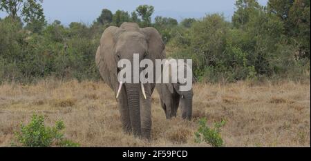 Mère éléphant d'afrique dirige bébé dans l'OL Pejeta sauvage Conservancy Kenya Banque D'Images