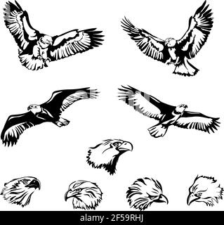 aigle, aigle, oiseau, ailes, plumes, plumes, voler, voler, voler, tête, yeux, yeux, bec, ailes, queue, prédateur, sauvage, yeux, vecteur, vecteur, graphique Illustration de Vecteur