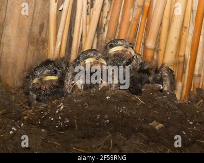 Jeunes bernades endormies, Hirundo rustica, nichée dans une grange de la ferme sous un toit de chaume Banque D'Images