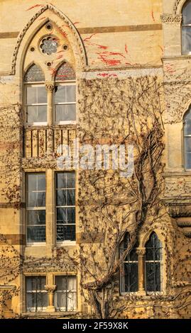 Oxford, Royaume-Uni 22 nov 2020 : mur de l'université Christ Church fermé avec des fenêtres gothiques et de la lierre rouge qui s'infiltre. Fondée en 1546 par le roi Henry VIII coll Banque D'Images