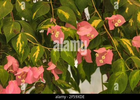 Belles fleurs rouges sur le Bush. Jardin botanique. Banque D'Images