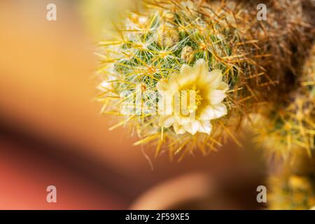 cactus d'oursin fleuris dans un pot. Banque D'Images