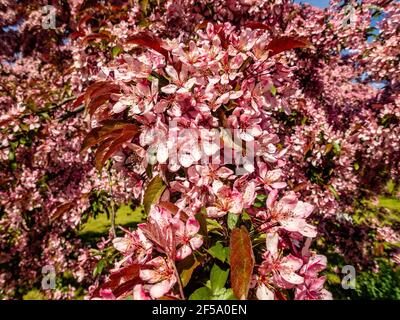 Prunier noir canadien Prunus fleurs rose clair en fleur, belle fleur arbuste ornemental avec des feuilles rouges brunes sur les branches en plein soleil Banque D'Images