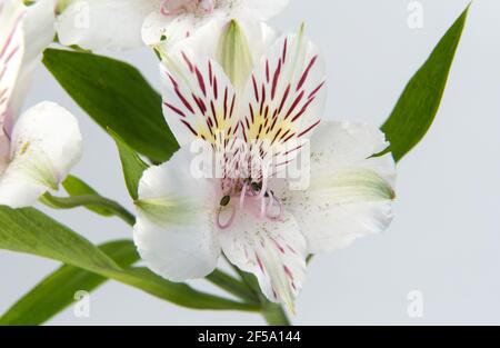 Alstroemeria pelegrina fleur gros plan. Macrophotographie, foyer sélectif. Nénuphar blanc. Banque D'Images