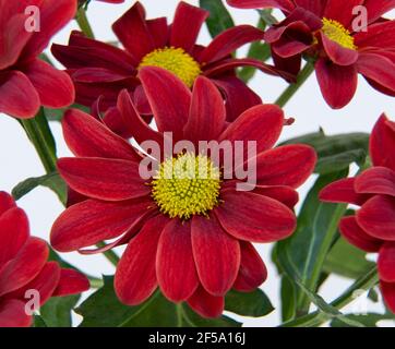 Gros plan sur la fleur de chrysanthème morifolium. Macrophotographie, mise au point sélective. Dendranthema rouge indicum. Banque D'Images