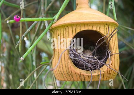 oiseaux de la forêt tropicale avec leurs œufs Banque D'Images