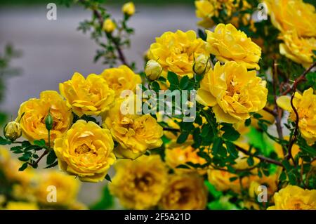 Bush de belles roses jaunes dans un jardin Banque D'Images
