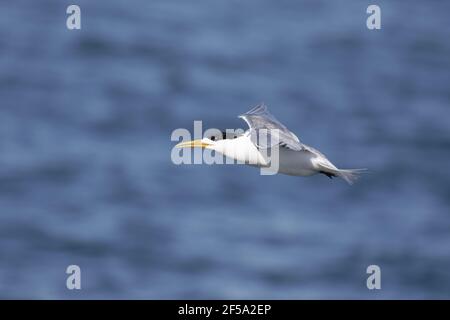 Sterne à crête - adulte dans la flightThalasseus bergii Kangaroo Island Australie méridionale, Australie BI031449 Banque D'Images