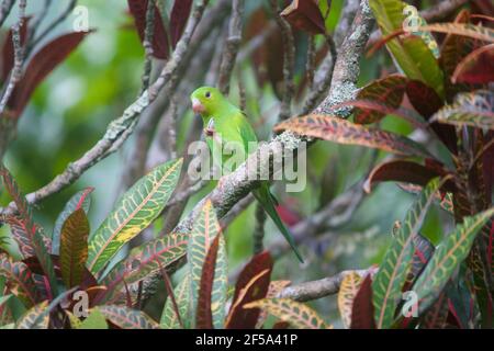 oiseaux de la forêt tropicale avec leurs œufs Banque D'Images