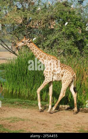 Une girafe à travers la savane entre les plantes. Girafe dans la nature. Banque D'Images