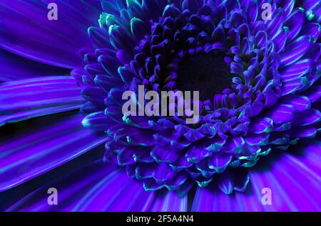 Incroyable gerbera bleu à la lumière UV. Banque D'Images