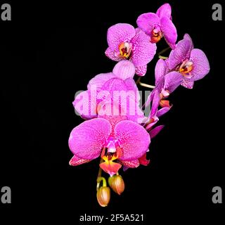 Branche de fleurs de Phalaenopsis rose pourpre ou fleurs d'orchidées sur fond noir. Élégantes fleurs tropicales exotiques avec des bourgeons pour toutes les vacances congra Banque D'Images