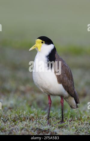 Lapwing masqué - avec dewVanellus Miles Brisbane Queensland, Australie BI031533 Banque D'Images