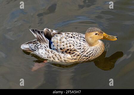 Canard colvert rare Leucantique sur le lac, noir et blanc plumes mouchetées et réélection dans l'eau Banque D'Images