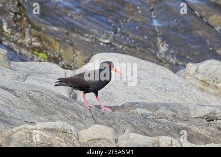 Oystercatcher - sur le rivage rocheux habitatHaematopus fuliginosus Kangaroo Island Australie méridionale, Australie BI031539 Banque D'Images